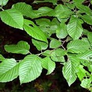 Граб обыкновенный Carpinus Betulus 60-80