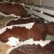 Meat of bovine animals