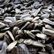 Семена подсолнечника кондитерских сортов, калиброванные: 38+ фотография