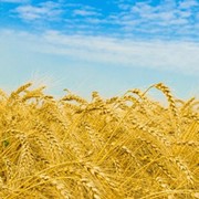 Яра пшениця Зимоярка еліта Яра пшениця Елегія Миронівська 1-ша репродукція фото