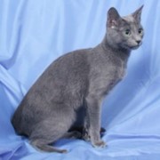 Русская голубая кошка фотография