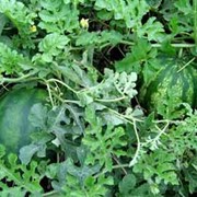 Культуры технические. фото