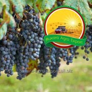 Виноград Bukhara Agro Export
