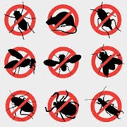 Борьба с комарами Астана, Дезинсекция в Астане фото