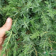 Можжевельник прибрежный Juniperus conferta All Gold 20-30cm,Ko 2,0 l фото