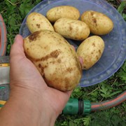 Картофель семенной Колетте 1РС фотография