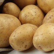 Картофель семенной Криница Элита фото