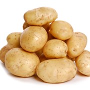 Картофель семенной Тоскана Элита фотография
