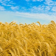 Семена пшеницы озимой(мягкой) Благодарка Одесская 