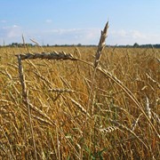 Пшеница мягкая яровая краснозерная фото