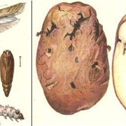 Фумигация (дезинсекция, обеззараживание) картофеля и других овощных культур в холодильниках и овощехранилищах