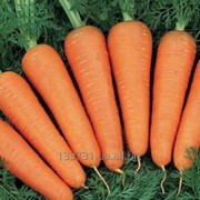 Морковь Каскад фото