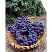 Саженцы винограда поздних сортов