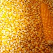 Кукуруза,купить,Украина фото