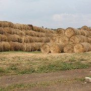 Сено в рулонах фото