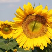 Насіння соняшнику Рембо 2-а фракція. Купити насіння соняшнику в Запоріжжі. фото