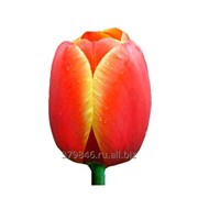 Тюльпаны Ad Rem фото