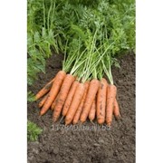 Семена моркови, Берлин F1, производитель: Bejo (упаковка 1000000 сем.)