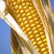 Кукуруза фуражная в Украине фото