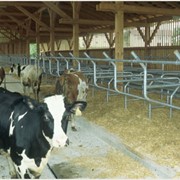 Выращивание и продажа крупного рогатого скота фото