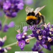 Пыльца цветочная фото