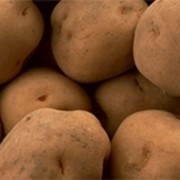 Продажа картошки в розницу