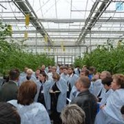 Консультации агронома по выращиванию растений в теплицах фото