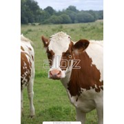 Коровы фотография
