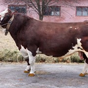 Сперма быка Казбек 62 UA 5300018713 (красно-пестрый) фотография