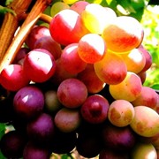 Саженцы винограда фотография