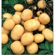 Картофель сортовой, семена картофеля Финка, купить оптом фото