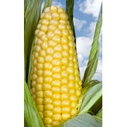 Гибрид кукурузы Солонянский СВ фото
