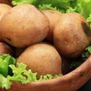 Покупайте оптом семенной картофель фото