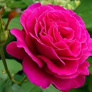 Роза чайно-гибридная малиновый звон