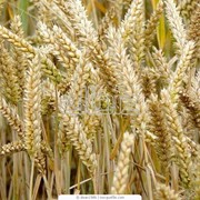 Пшеница мягкая яровая фотография