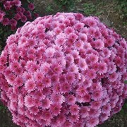 Хризантема шаровидна продаж черенків фото