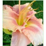 Лилейник крупноцветковый - Эбаут Меджик фото