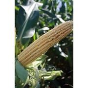 Семена кукурузы Краснодарский 452 АМВ (ФАО 450) фото