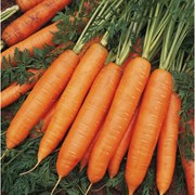 Морковь свежая оптом фотография
