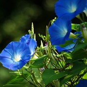 Семена цветов Ипомеи Голубая Звезда 1 г. небесно-синий фото