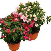 Азалия фото