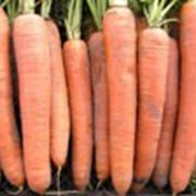 Морковь сорт Бангор фотография