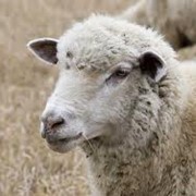 Овцы племенные, Животноводство, брынза, сыры, шерсть на экспорт фото