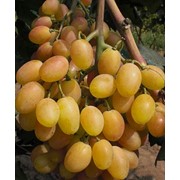 Саженцы винограда Ксения (Анжелика), оптом фотография