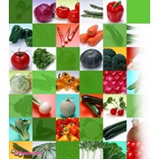 Семена овощей фотография