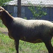 Овцы эдильбаевской породы фото