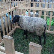 Романовские овцы-гордость отечественного овцеводства фотография