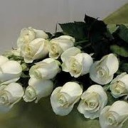 Розы белые фото