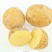 Картофель ранний фото