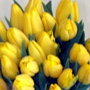 Тюльпаны желтые. В наличии есть другие расцветки. Тюльпаны с доставкой